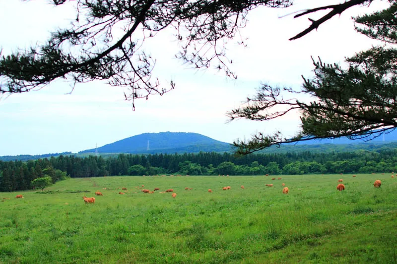 Ramsar sea and forest