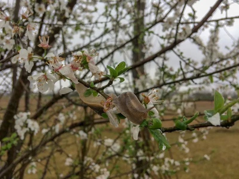 Rasht green landscape